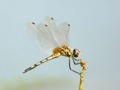 Long-legged marsh glider